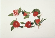Six Camellias After an Unkown Japanese Artist